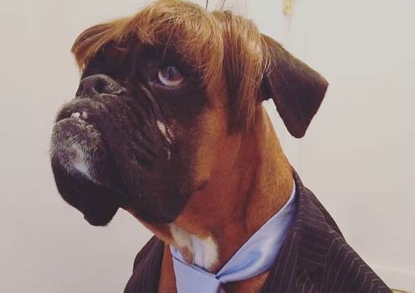 Spud the Boxer from Thornton dressed as Donald Trump