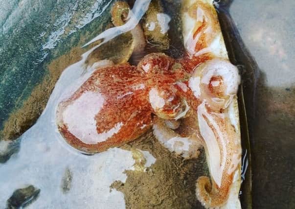 Baby octopus near Glitterball