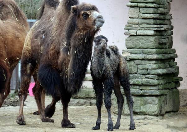 Blackpool Zoo's baby Bactrian camel