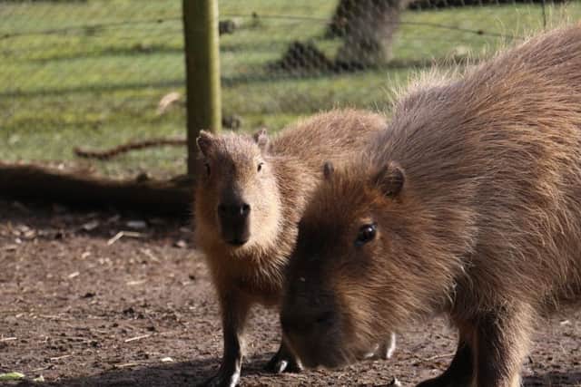 Blackpool Zoo's baby Capybara