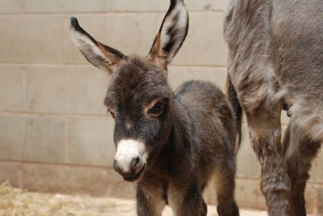Blackpool Zoo's baby donkey