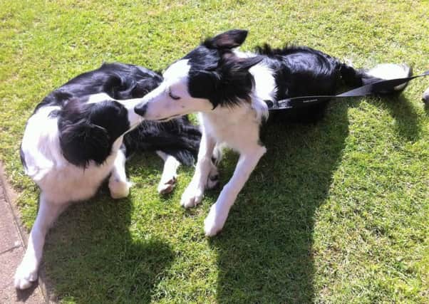 Connie the collie dog, left, and her puppy Jack. Healthy Connie died suddenly after being bitten by a tick in the long grass on Highfield Road