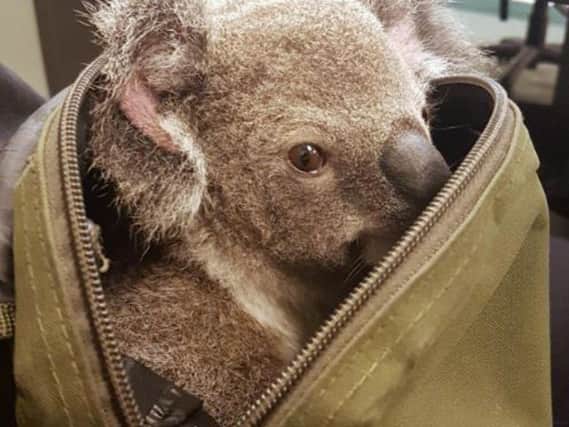 A koala peeks out form the top of a bag at the Upper Mount Gravatt Police station in Brisbane, Australia