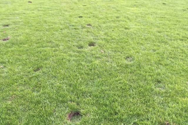 Layton Juniors FC's football pitch has been damaged by horses galloping over the grass. Picture by Amanda Borrino.