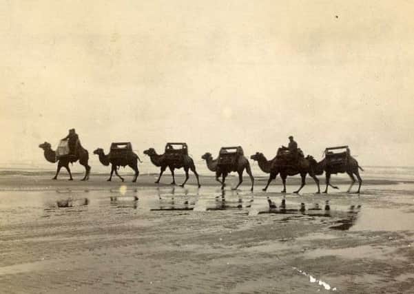 Camels on the beach at Blackpool, 1896