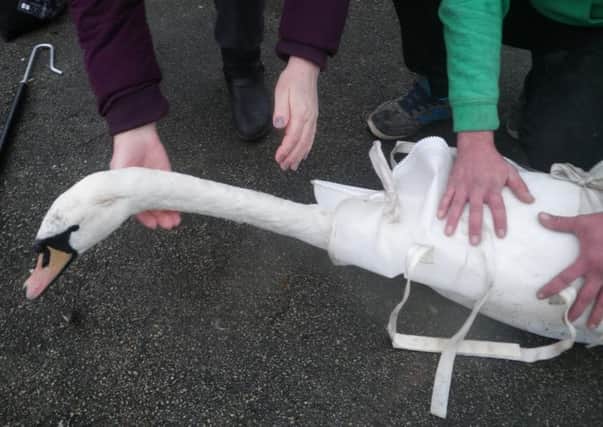 The swan in Stanley Park had a fishing hook embedded in his mouth
