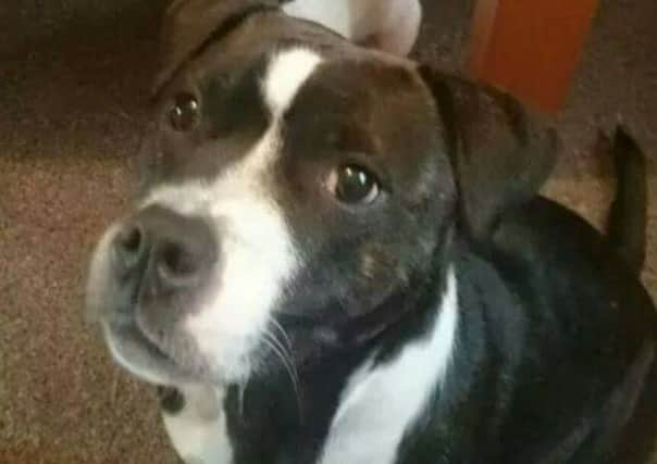 Rosie was left to die in an abandoned flat