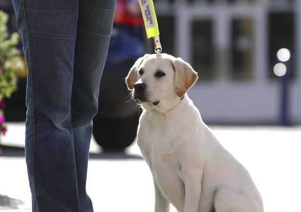 A Guide Dog puppy in training with a volunteer puppy walker.