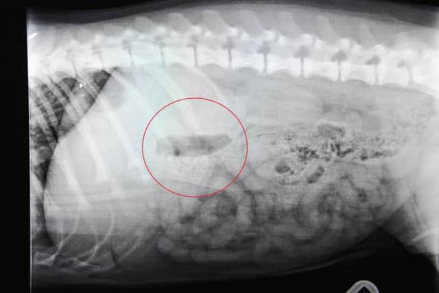 An X-ray of the squeaker in Jake's stomach
