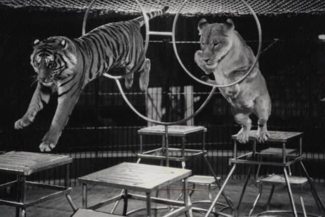 An archive picture of Tower Circus tigers and lions