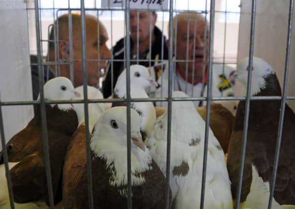 The Royal Pigeon Racing Association returns to  the Winter Gardens this month