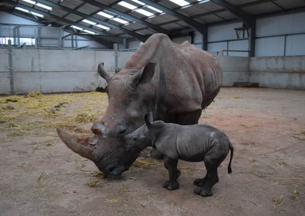 New white rhino calf born at South Lakes Safari Zoo
