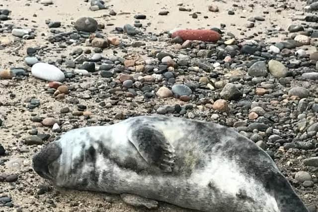 Roger the seal was found on Fleetwood beach