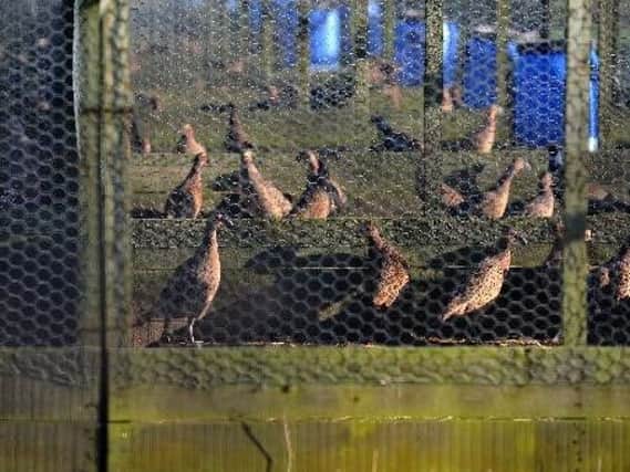 Thousands of pheasants have already been culled