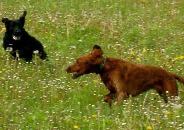 Large numbers of dogs are said to be roaming loose at Fleetwood Marsh nature reserve in Fleetwood.