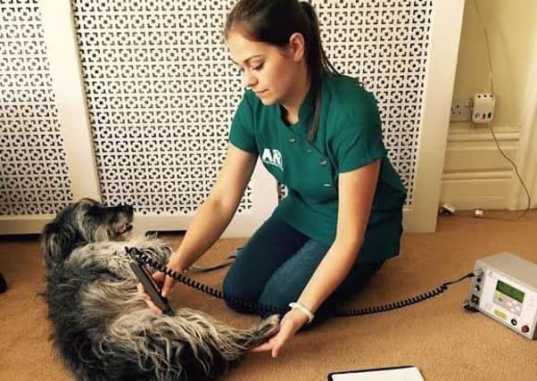 Ruby Kowalski using her laser therapy in her nrew buisness Animal Recovert Therapy