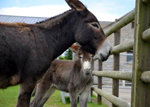 The Donkey Sanctuary, Hurdlow. Mum Lilly with her two week old foal, Tilly