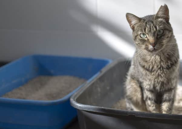 A cat carefully uses its litter tray. Sadly Percy was not so lucky with his business
