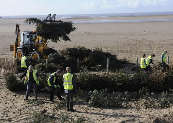 Christmas Trees are planted in the sand dunes at St Annes by volunteers and staff from Fylde council and Lancs Wildlife Trust