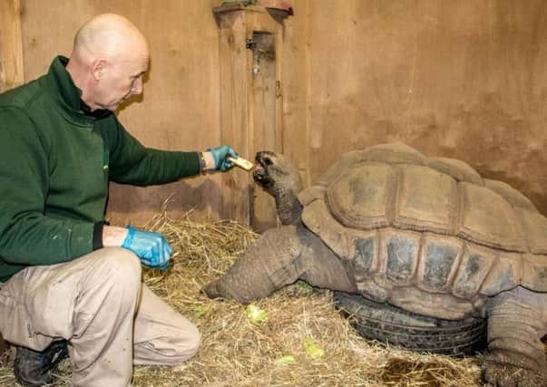 Blackpool zookeeper Andy Bubbins with 35-stone Aldabran tortoise Darwin, who is over 100 years old