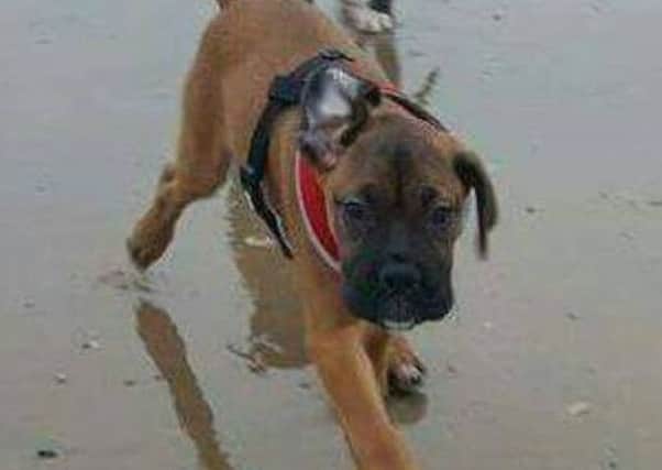 Harley is a six month old Mastiff cross Boxer