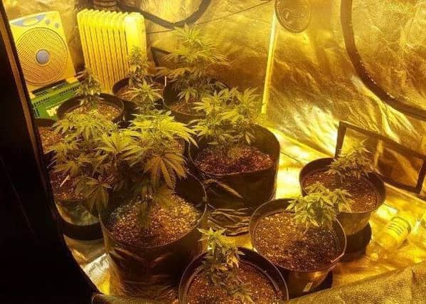 Police discovered suspected cannabis plants in Bambers Lane