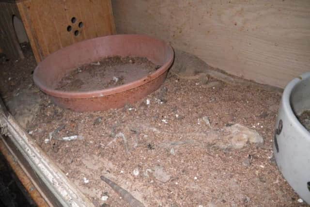 Dead bearded dragons found at Grasmere Road. John Gosnell, 72, has received a lifetime ban on keeping animals. Picture from RSPCA