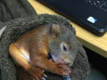The red squirrel kitten is being care for by Wildlife Trust officers.