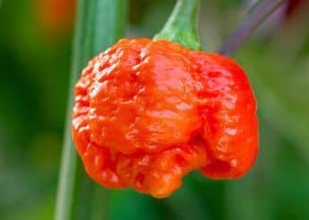 Hellishly hot chilli Carolina Reaper. Picture by DT Brown