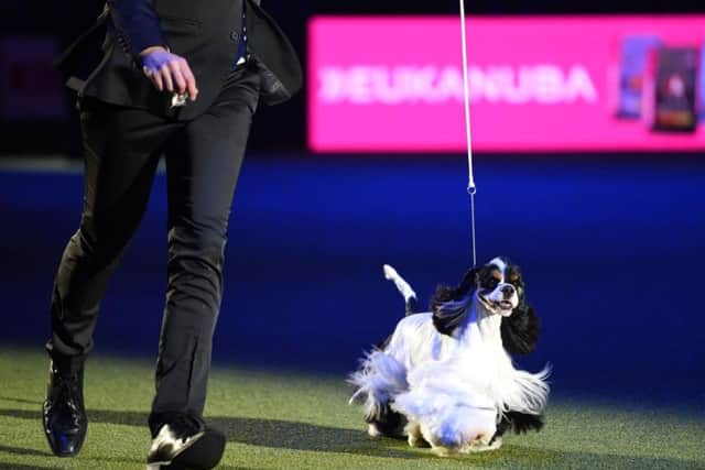 Owner Jason Lynn with Afterglow Miami Ink the American Cocker Spaniel, who has been crowned Best In Show during day four of Crufts 2017