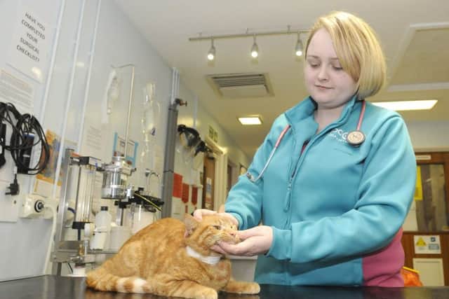 Behind the scenes at PDSA animal hospital.  Nurse Jenni Hall with cat Marmalade.
