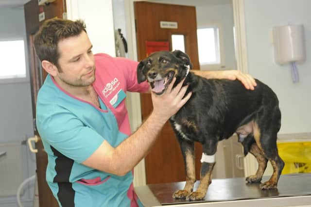 Behind the scenes at PDSA animal hospital.  Surgeon Terry Ogdin with Alfie.