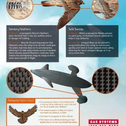 BAE Systems infographic on how inspiration from falcon feathers could influence aricraft designs of the future