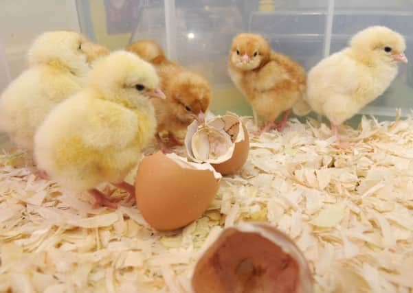 Pupils from Revoe Primary with their new chicks that have hatched