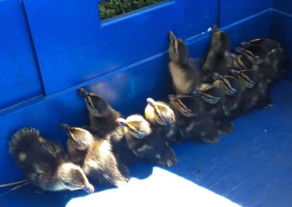 Ducks saved by Sainsburys staff and members of the public in Cleveleys last week. Picture by Sarah Holland