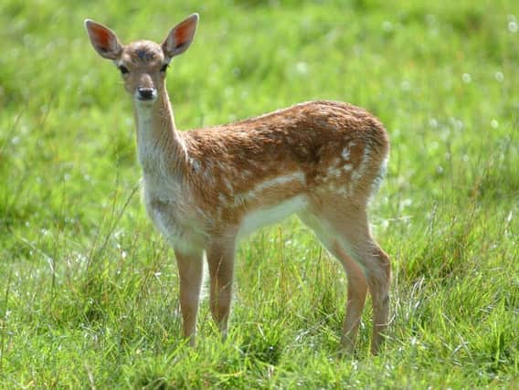 Two young deer were found wandering loose near Queensway