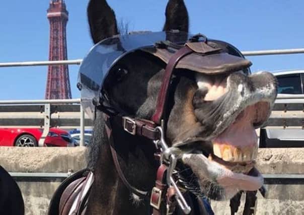 Lancashire Police horse Kelbrook gives a smile while waiting to set out on patrol in Blackpool