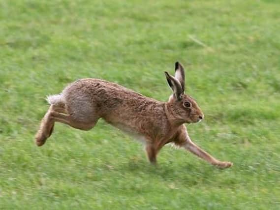 Hare coursing is banned