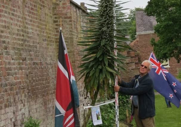 Lytham Hall volunteer with the Echium plant measuring 4.9m in the Hall grounds