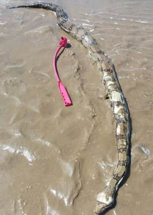 Dead snake found on sands at St Annes north beach