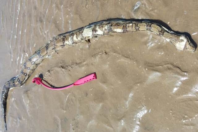 The dead snake found on St Annes' north beach by dog walker Rachel Jeffrey