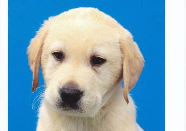 This guide dog puppy has been named Poulton is recognition of the people of Poulton, who raised money to support his training.