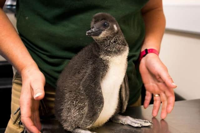 Yoda, one of Blackpool Zoo's two new penguin chicks
