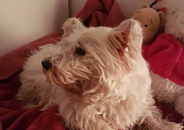 Alfie the Westie was found five years after going missing. Picture from Harvey's Army