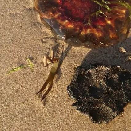 The black oil-type substance found on the beach on Sunday