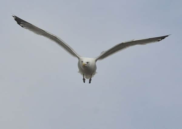 Seagull attack