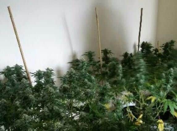 Some of the plants found - nobody has been arrested