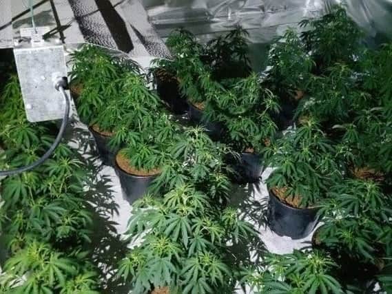 Hundreds of plants were seized in two raids this week