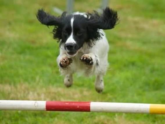 Dog agility shows are sure to delight the crowds at Garstang Show