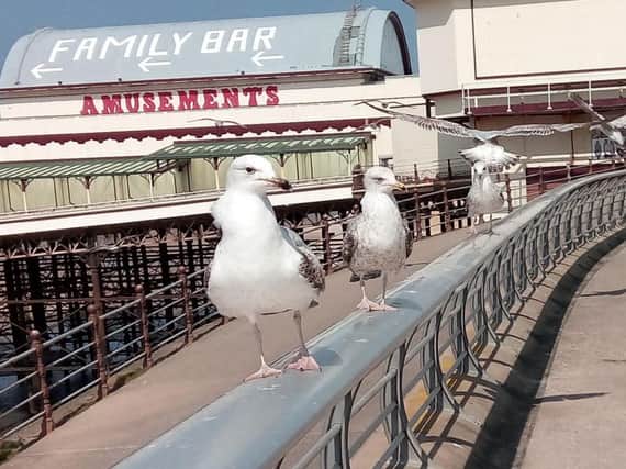 Gulls in Blackpool. In neighbouring Wyre you could soon be fined for feeding one